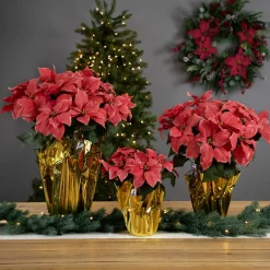 Floral*Northlight 28