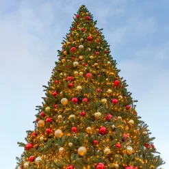 Northlight 15 Feet And Taller>15' Pre-Lit Canadian Pine Commercial Artificial Christmas Tree - Warm White Lights