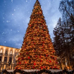 Northlight 15 Feet And Taller>26' Pre-Lit Giant Olympia Pine Commercial Artificial Tower Christmas Tree - Warm White Led Lights